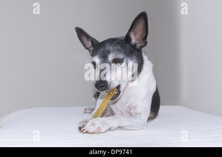 Gauche face à des adultes mâles tricolore alerte inclinables Toy Fox Terrier à mâcher sur un os en nylon. L'os est tenue à pattes avant & open jaw. Banque D'Images