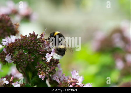 Bourdon pollinisateur, plantes de jardin. Banque D'Images