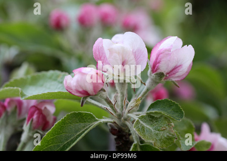 Pommiers en fleurs et bourgeons au printemps apple Banque D'Images