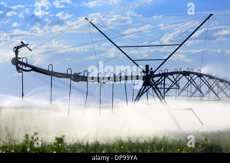 L'eau d'irrigation à pivot central, à l'arrosage des champs de ferme, près de Lethbridge, Alberta, Canada Banque D'Images