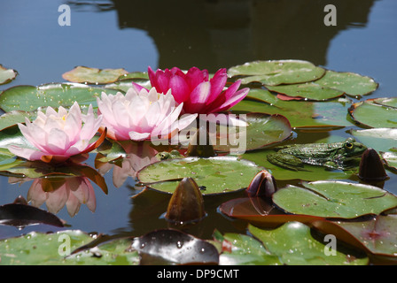 Des nénuphars rose et une Grenouille verte à flot dans un jardin d'eau Banque D'Images