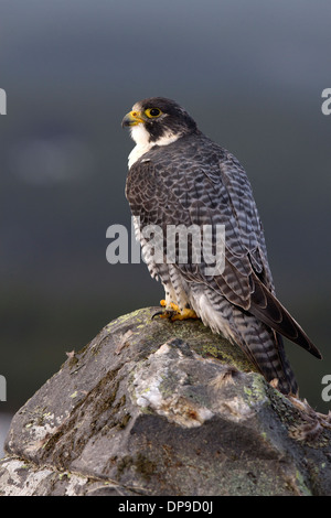 Le faucon pèlerin (Falco peregrinus) dans les montagnes Banque D'Images
