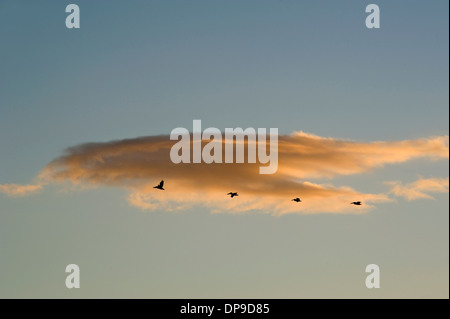 Les pélicans volent en formation au coucher du soleil Banque D'Images