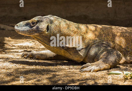 Dragon de Komodo, Varanus komodoensis Banque D'Images