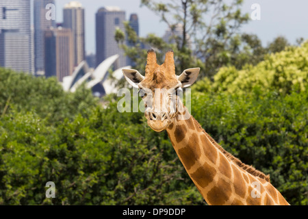 Girafe Zoo Taronga, Sydney, Australie avec la ville derrière Banque D'Images