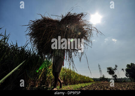 Jirania, Tripura, de l'Inde. Nov 8, 2013. Les agriculteurs sont le nettoyage de la poussière et des choses de riz en Jirania, 10 km d'Agartala ville. Le Conseil de recherche sur le riz a financé plusieurs projets de recherche de 1979 jusqu'à 1983 pour trouver des utilisations économiques pour la paille de riz. Le principal objectif de ces projets était de réduire ou éliminer la combustion de paille de riz comme le moyen pour l'élimination. Utilise pour la paille qui ont été étudiés comprennent l'alimentation du bétail, ce qui fait de fibres de bois, la production d'énergie, conversion à du sirop de sucre et de protéine de levure, et la fabrication de la pâte à papier et de divers produits industriels. (Crédit Image : © Abhi Banque D'Images