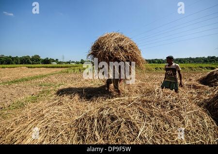 Jirania, Tripura, de l'Inde. Nov 8, 2013. Les agriculteurs sont le nettoyage de la poussière et des choses de riz en Jirania, 10 km d'Agartala ville. Le Conseil de recherche sur le riz a financé plusieurs projets de recherche de 1979 jusqu'à 1983 pour trouver des utilisations économiques pour la paille de riz. Le principal objectif de ces projets était de réduire ou éliminer la combustion de paille de riz comme le moyen pour l'élimination. Utilise pour la paille qui ont été étudiés comprennent l'alimentation du bétail, ce qui fait de fibres de bois, la production d'énergie, conversion à du sirop de sucre et de protéine de levure, et la fabrication de la pâte à papier et de divers produits industriels. (Crédit Image : © Abhi Banque D'Images