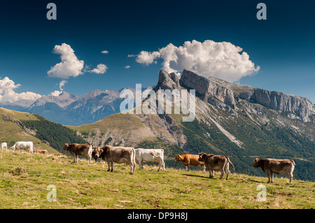 Vaches dans un pré, dans les Pyrénées espagnoles au Collado de Plana Canal Banque D'Images