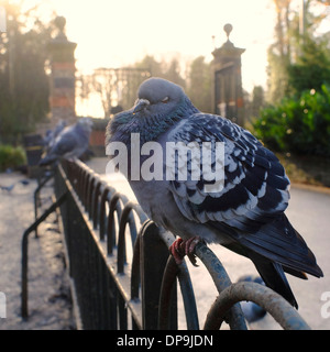 Le pigeon à la clôture pas bien avec la gorge gonflée et l'écoulement nasal peut-être avec la grippe d'oiseau Banque D'Images