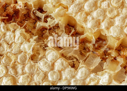 Les larves d'abeilles en gros plan. Banque D'Images