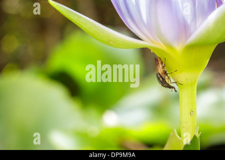 Frayer les insectes sous les pétales du lotus pourpre. Banque D'Images