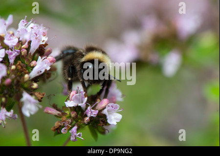 Bourdon pollinisateur, plantes de jardin. Banque D'Images