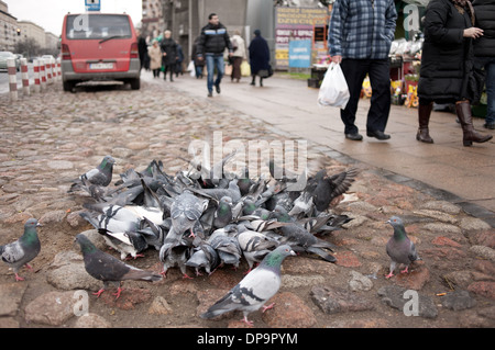 Les pigeons de la ville sur la chaussée d'alimentation Banque D'Images