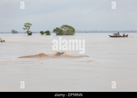 Dauphin de l'Irrawaddy près de manquements Kampi - Kratie Province, Cambodge Banque D'Images