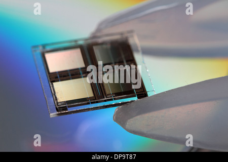 Une pince à épiler avec une puce avec un plat Banque D'Images