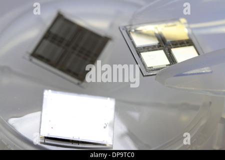 Une pince à épiler avec une puce avec un plat Banque D'Images