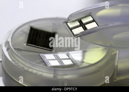 Une pince à épiler avec une puce avec un plat Banque D'Images