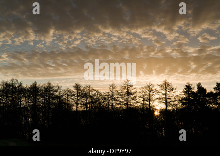 Ciel magnifique au lever du soleil au-dessus de l'anneau Château Cannock Chase Salon AONB une région d'une beauté naturelle à la fin de l'été Staffords Banque D'Images