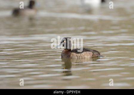 Fuligule morillon (Aythya fuligula). Femme Banque D'Images