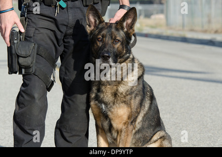 Un chien policier assis à côté de son maître. Banque D'Images