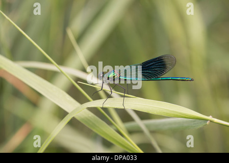 Demoiselle (Calopteryx splendens bagués). Mâle mature. Banque D'Images
