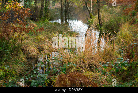 Photographie couleurs automnales et des teintes autour de la zone au-dessus de l'ELSI Llyn Betws y Coed dans le parc national de Snowdonia Gwynedd au nord du Pays de Galles Banque D'Images