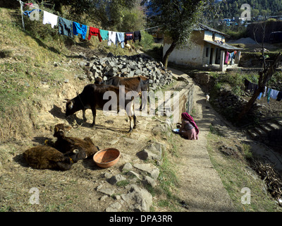 Scène de village indien typique, les vaches et faire des gâteaux galettes de bouse, carburant/nr Mcleodganj, Dharamasala, Himachal Pradesh, Inde du Nord Banque D'Images