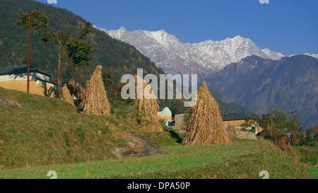 Les champs en terrasses, Kareri village nr Mcleodganj, Dharamasala, Himachal Pradesh, Inde du Nord, avec des montagnes Dhauladhar au-delà. Banque D'Images