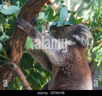 Le Koala marsupial Australien dans l'arbre en arbre ours koala mangeant Banque D'Images