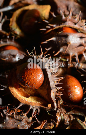 Conkers tombé du marronnier (Aesculus hippocastanum) pose des arbres parmi les feuilles d'automne Banque D'Images