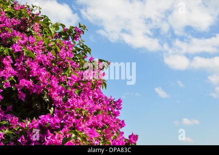 Bougainvilliers, beauté asiatique rouge fleurs de Okinawa au Japon Banque D'Images