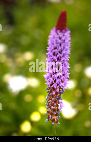 Primevère (Primula vialii Poker). Banque D'Images