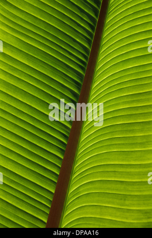 Creative close up géométriques abstract pattern d'un dos vert feuille de bananier à l'extérieur de la Californie, USA, US, POV formes abstraites vertical le jardin Banque D'Images