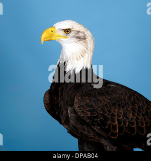 L'aigle chauve américain Banque D'Images