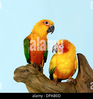 Conure soleil sur souche d'arbre Banque D'Images