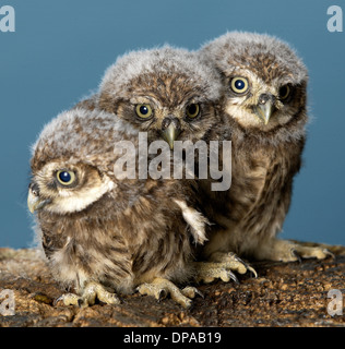 Bébés chouettes Banque D'Images