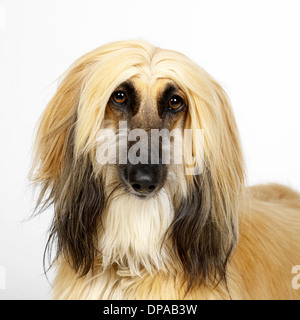 Close up of Afghan Hound Banque D'Images