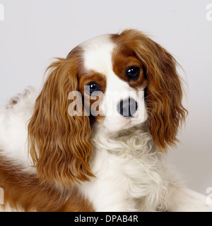 Close up du Cavalier King Charles Spaniel Banque D'Images