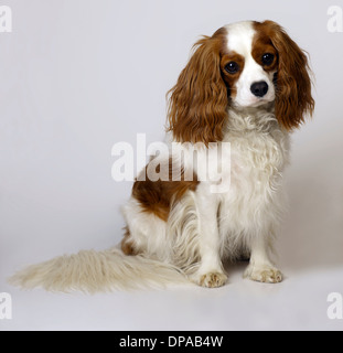 Cavalier King Charles Spaniel Banque D'Images