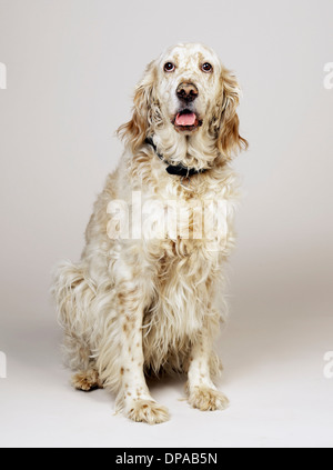 Setter anglais avec bouche ouverte Banque D'Images