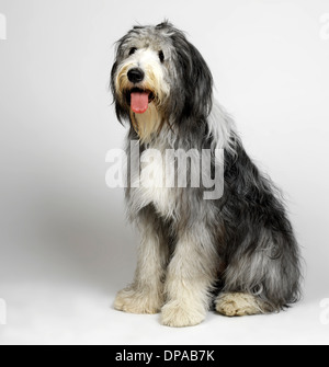 Old English Sheepdog avec langue hanging out Banque D'Images