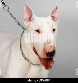 English Bull Terrier en laisse Banque D'Images