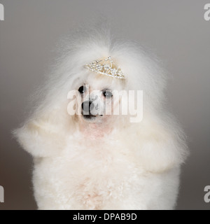 Caniche toy blanc portant tiara Banque D'Images