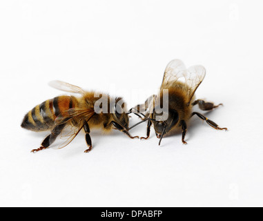 Abeilles à miel Banque D'Images