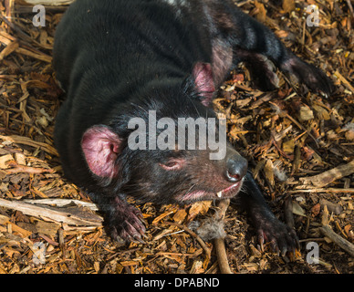 Gros plans du Diable de Tasmanie Australie marsupial Banque D'Images