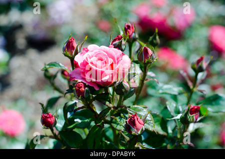 Roses roses immaculées dans un jardin anglais Banque D'Images