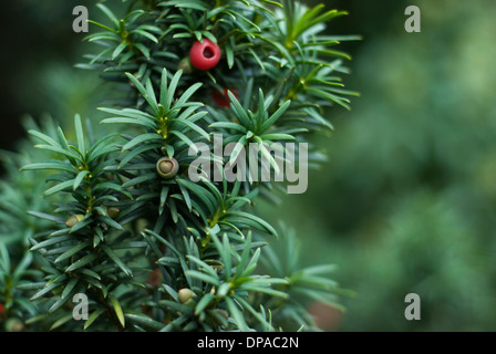 Close up of Yew Tree branch aux fruits rouges Banque D'Images