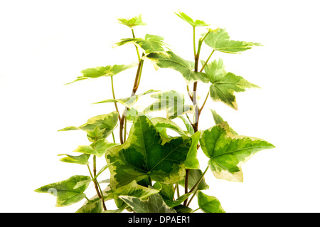 Ivy algérienne sur fond blanc Banque D'Images
