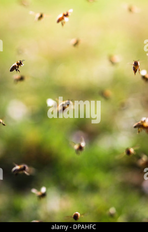 Les abeilles battant, Close up Banque D'Images