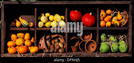 Composition de citrouilles et courges d'hiver et d'été Banque D'Images